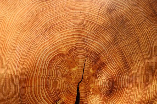 Czym charakteryzują się elementy konstrukcyjne z klejonego drewna?